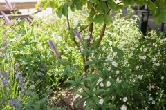 Moerman-Hoveniers-21-06-25-web-resolutie-135