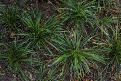 Moerman-Hoveniers-21-06-25-web-resolutie-15