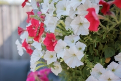 Moerman-Hoveniers-21-06-25-web-resolutie-53