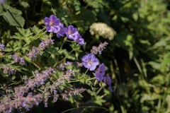 Moerman-Hoveniers-21-06-25-web-resolutie-57