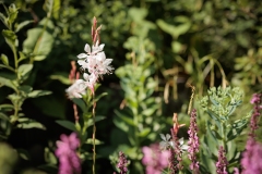 Moerman-Hoveniers-21-06-25-web-resolutie-65