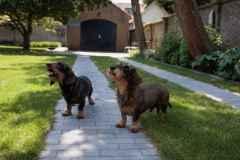 Moerman-Hoveniers-21-06-25-web-resolutie-100